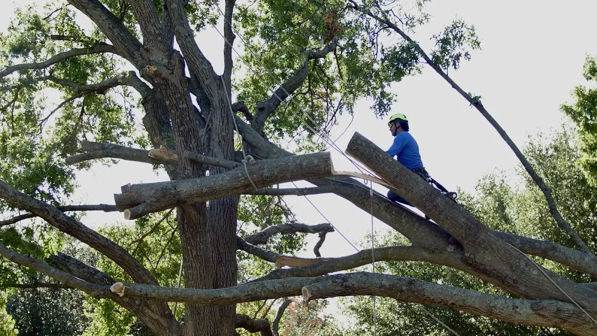 Professional Crown Thinning performed by certified arborists in Yamhill