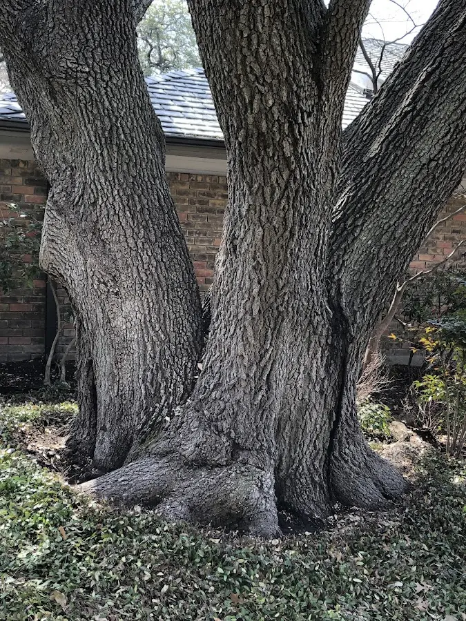 Mature heritage tree close to a Yamhill property cared for by certified arborists